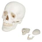 Anatomie model schedel (3-delig), Nieuw, Verzenden