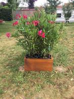 GardenMaxX Moestuinbak Plantenbak Cortenstaal, Nieuw, Ophalen of Verzenden, Metaal, 60 tot 100 cm