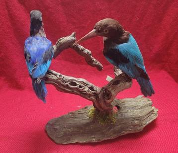 IJsvogel Taxidermie volledige montage - halcyon - 33 cm - 20 beschikbaar voor biedingen