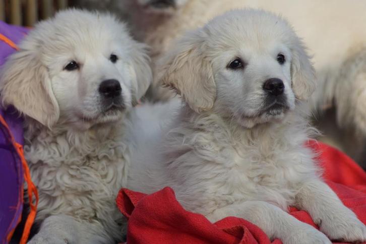 Stevige Golden Retriever Pups met mooie volle Beharing., Dieren en Toebehoren, Honden | Retrievers, Spaniëls en Waterhonden, Meerdere