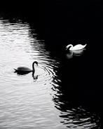 Alex Maliush - Serenity in Contrast: Swans in Monochrome, Antiek en Kunst