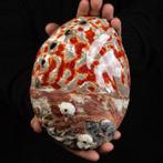 Een Malacologisch meesterwerk Abalone Schelp Haliotis