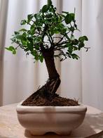 Chinese iep bonsai (Ulmus parviflora) - Hoogte (boom): 17 cm