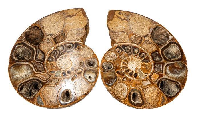 Ammoniet Taxidermie wandmontage - Anominit komplett -, Antiek en Kunst, Curiosa en Brocante