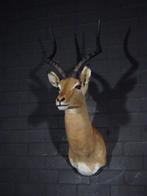 Impala Taxidermie wandmontage - Aepyceros melampus - 38 cm -, Verzamelen, Dierenverzamelingen, Nieuw