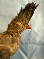 Wit-buut-Gaat-weg-vogel Taxidermie volledige montage -, Verzamelen, Nieuw