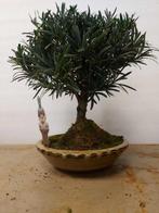 Boeddha-den bonsai (Podocarpus macrophyllus) - Hoogte