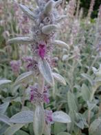 Stachys byzanthina, ezelsoor/ ezelsoren  P9 paars, Tuin en Terras, Planten | Tuinplanten, Ophalen of Verzenden, Zomer, Vaste plant