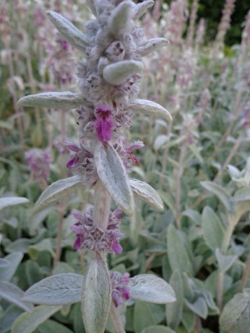 Stachys byzanthina, ezelsoor/ ezelsoren  P9 paars, Tuin en Terras, Planten | Tuinplanten, Vaste plant, Volle zon, Zomer, Ophalen of Verzenden