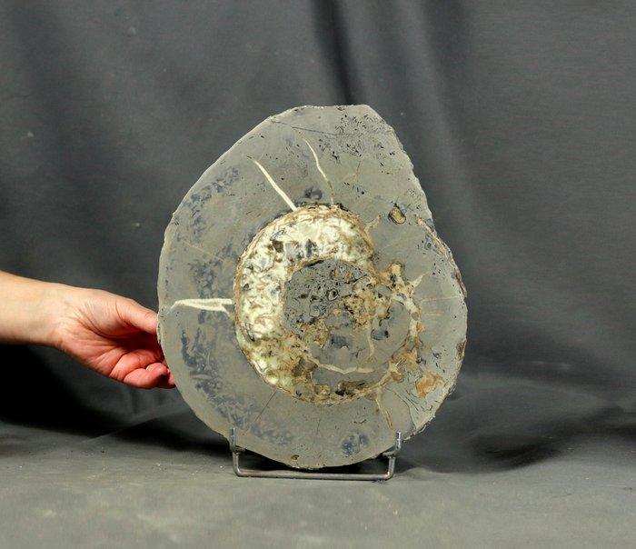 Grote gesneden ammoniet met mineralen - Gefossiliseerd dier, Verzamelen, Mineralen en Fossielen