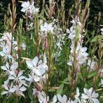 Gaura lindheimeri Whirling Butterflies - Potmaat 9x9 cm, Ophalen of Verzenden