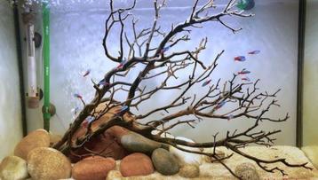 Thai wood yellow 40-55cm aquarium decoratie hout beschikbaar voor biedingen