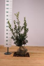 Hulst Alaska/Ilex aquifolium Alaska 50t/m175cm, Ophalen of Verzenden, Overige soorten, Haag, 100 tot 250 cm