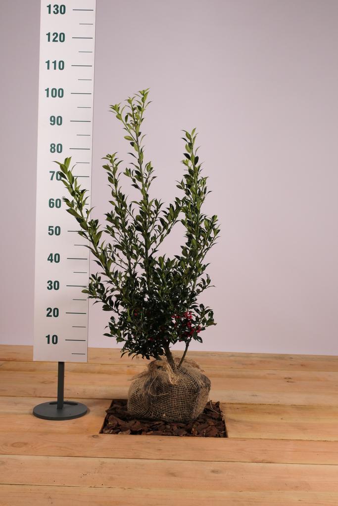 Hulst Alaska/Ilex aquifolium Alaska 50t/m175cm, Tuin en Terras, Planten | Struiken en Hagen, Overige soorten, Haag, 100 tot 250 cm