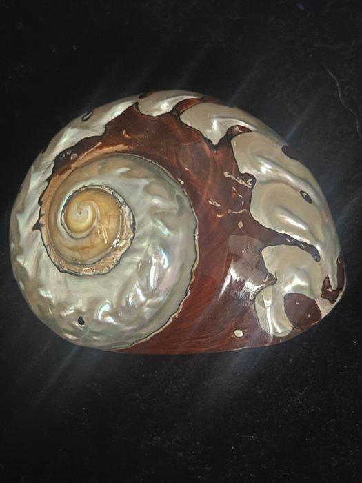 Zeeslak Zeeschelp - S-02 TURBO SARMATICUS (Zonder, Verzamelen, Dierenverzamelingen