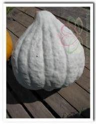 Blue Magic pompoen 50 zaden, Hobby en Vrije tijd, Knutselen, Nieuw, Ophalen of Verzenden