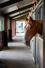 Horse Stable Stabiliser 1 liter, Dieren en Toebehoren, Ophalen of Verzenden, Nieuw