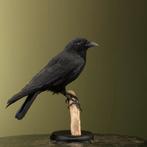 Kraai Taxidermie Opgezette Dieren By Max, Ophalen of Verzenden, Nieuw, Vogel, Opgezet dier