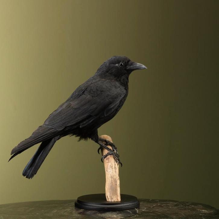 Kraai Taxidermie Opgezette Dieren By Max, Verzamelen, Dierenverzamelingen, Opgezet dier, Nieuw, Vogel, Ophalen of Verzenden