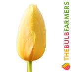 The Bulb Farmers - 120 x Tulp Big Smile - geel, Tuin en Terras, Bloembollen en Zaden, Verzenden, Najaar, Volle zon, Bloembol