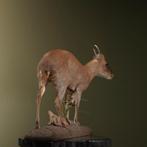 Chinese Muntjak Taxidermie Opgezette Dieren By Max, Ophalen of Verzenden, Nieuw, Wild dier, Opgezet dier