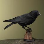 Kraai Taxidermie Opgezette Dieren By Max, Ophalen of Verzenden, Nieuw, Vogel, Opgezet dier