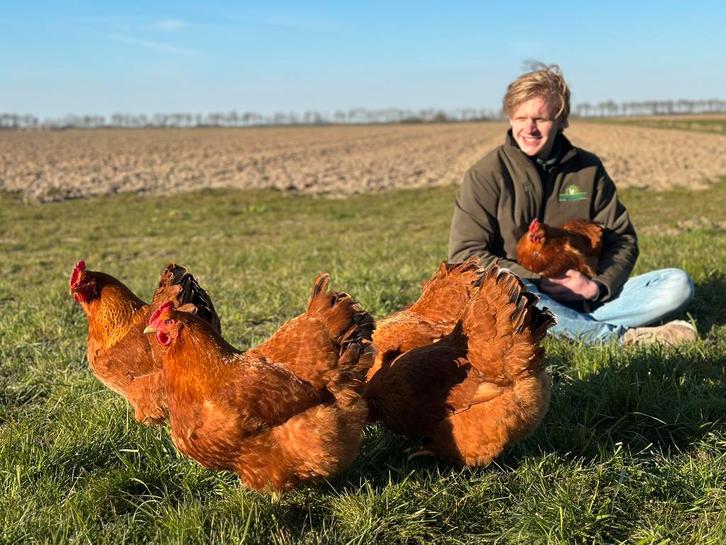 Jonge tamme kippen veel keus | gezond, gesekst en ingeënt, Dieren en Toebehoren, Pluimvee, Kip, Vrouwelijk