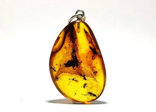 Ongelooflijk trio: SPIN, HORZEL en VLINDER in Baltisch amber, Verzamelen, Dierenverzamelingen