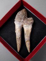 Molar tand van Basilosaurus - Fossiele tand - Basilosaurus, Verzamelen, Mineralen en Fossielen