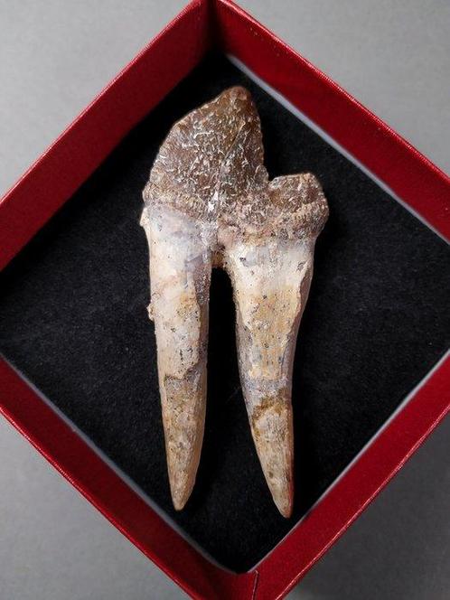 Molar tand van Basilosaurus - Fossiele tand - Basilosaurus, Verzamelen, Mineralen en Fossielen