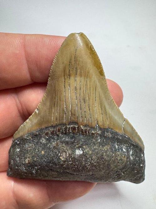 Haai - Fossiele tand - Megalodon (Zonder Minimumprijs), Verzamelen, Mineralen en Fossielen