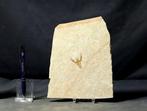 Mooi fossiel schaaldier - - Gefossiliseerd dier - Eryma