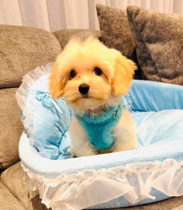 Schattige MALTIPOO reutjes f1, maltezer x toy poedel beschikbaar voor biedingen