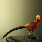 Goudfazant Taxidermie Opgezette Dieren By Max, Ophalen of Verzenden, Nieuw, Vogel, Opgezet dier
