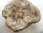 Versteend hout - Gefossiliseerd hout - Dipterocarpus sp. - 6, Nieuw