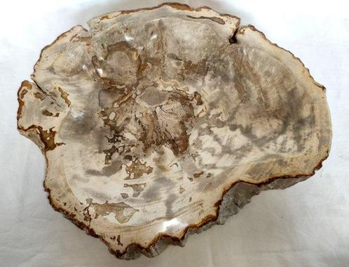 Versteend hout - Gefossiliseerd hout - Dipterocarpus sp. - 6, Verzamelen, Dierenverzamelingen
