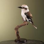 Kookaburra Taxidermie Opgezette Dieren By Max, Verzamelen, Dierenverzamelingen, Ophalen of Verzenden, Nieuw, Vogel, Opgezet dier