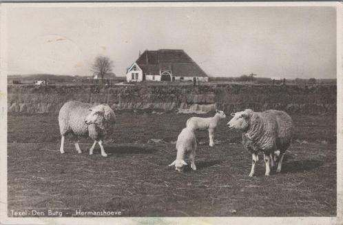 TEXEL - DEN BURG - Hermanshoeve, Verzamelen, Ansichtkaarten | Nederland, Verzenden