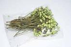 Mini berrie, mini bolletjes 50 gram LGroen  Voor corsages, Ophalen of Verzenden, Nieuw
