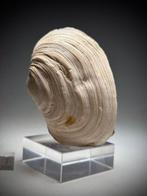 Fossiele Geoduck - Gefossiliseerde schelp - Panopea, Verzamelen, Mineralen en Fossielen