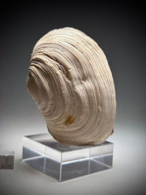 Fossiele Geoduck - Gefossiliseerde schelp - Panopea, Verzamelen, Mineralen en Fossielen
