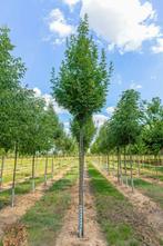 Fraxinus ornus Obeliskhoogstam, Tuin en Terras