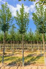 Prunus padus hoogstam 14/16