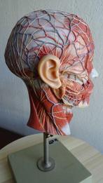 Anatomisch model - Plastic - 1980-1990 - Halfhoofdmodel van