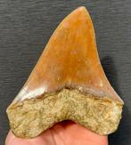 Megalodon - Fossiele tand - 13 cm - 11 cm, Verzamelen, Mineralen en Fossielen