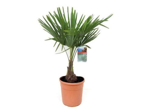 XL Aziatische Waaierpalm Trachycarpus Fortunei, Huis en Inrichting, Kamerplanten, Verzenden