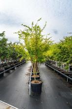 Acer palmatum Ôsakazuki meerstammig, Tuin en Terras, Planten | Tuinplanten