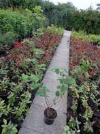 Hazelaar Corylus in pot rood / groen blad, Tuin en Terras, Planten | Bomen, Ophalen of Verzenden, 100 tot 250 cm