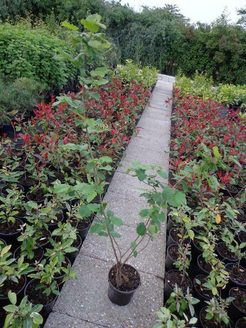 Hazelaar Corylus in pot rood / groen blad, Tuin en Terras, Planten | Bomen, 100 tot 250 cm, Ophalen of Verzenden