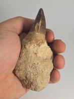 Mosasaurus - Fossiele tand - 10.5 cm (Zonder minimumprijs)